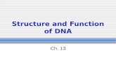 Structure and Function of DNA Ch. 13. DNA Encodes hereditary information. Located in the nucleus of a eukaryotic cell. Each chromosome is a macromolecule.
