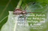 The Milkweed Patch A Place for Resting, Seeking Refuge and Making a Home Hildegard Kuse Loretta Kuse.