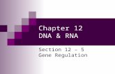 Chapter 12 DNA & RNA Section 12 – 5 Gene Regulation.