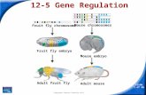Slide 1 of 26 Copyright Pearson Prentice Hall 12-5 Gene Regulation Fruit fly chromosome Fruit fly embryo Adult fruit fly Mouse chromosomes Mouse embryo.