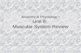 Anatomy & Physiology I Unit 8: Muscular System Review.