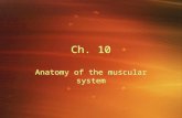 Ch. 10 Anatomy of the muscular system. The incredible human machine.