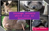 Strange animals which live in Australia Cristina Almodóvar 1º B.