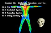 Chapter 46: Skeletal, Muscular, and the Integument 46-1 The Human Body Plan 46-2 Skeletal System 46-3 Muscular System 46-4 Integumentary System.