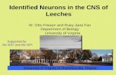 W. Otto Friesen and Ruey-Jane Fan Department of Biology University of Virginia University of Virginia in Charlottesville, Virginia Identified Neurons in.
