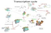 Transcription cycle Anti-  's Microcin j25 Rifampicin GreA GreB Activators TRCF (mfd)