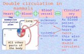 Lung All other parts of the body The mammalian circulation plan Double circulation in mammals Heart Blood Blood vessels Circulatory system pulmonary circulation.