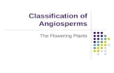 Classification of Angiosperms The Flowering Plants.