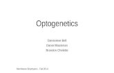 Optogenetics Genevieve Bell Daniel Blackman Brandon Chelette Membrane Biophysics - Fall 2014.