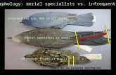 Wing morphology: aerial specialists vs. infrequent fliers Aerial specialist (a tern) Infrequent fliers (a quail) Intermediate (ca. 90% of all birds) Long.