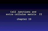 Cell Junctions and extra cellular matrix II chapter 19.