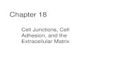 Chapter 18 Cell Junctions, Cell Adhesion, and the Extracellular Matrix.