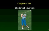 1 Chapter 10 Skeletal System. 2 Outline Tissues of the Skeletal System Bone Growth and Repair Bone Development Bone Repair Bones of the Skeleton – Bone.