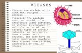 Viruses Viruses are nucleic acids (DNA/RNA) wrapped in protein Typically the protein coat, or capsid, of an individual virus particle, or virion, is composed.