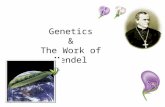 Genetics & The Work of Mendel. Gregor Mendel Documented inheritance in peas – used experimental method – used quantitative analysis collected data & counted.
