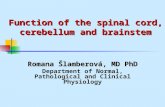 Function of the spinal cord, cerebellum and brainstem Romana Šlamberová, MD PhD Department of Normal, Pathological and Clinical Physiology.