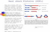 Heat shock Proteins (HSPs) Heat shock proteins (HSP) are expressed in response to various biological stresses, including heat, high pressures, and toxic.