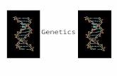 Genetics. Phenotype/Genotype Phenotype is what an animal looks like Phenotype = Genetics + Environment (+GxE interactions) Genotype = the genetic makeup.