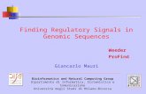 Finding Regulatory Signals in Genomic Sequences Bioinformatics and Natural Computing Group Dipartimento di Informatica, Sistemistica e Comunicazione Università.