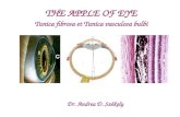 Dr. Andrea D. Székely THE APPLE OF EYE Tunica fibrosa et Tunica vasculosa bulbi.