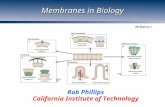 Membranes in Biology Rob Phillips California Institute of Technology (McMahon)