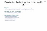 Protein folding in the cell (I) Basics - cell compartments, molecular crowding: cytosol, ER, etc. Folding on the ribosome - co-translational protein folding.