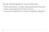 Early Development: Invertebrates  Brief overview of early developmental themes  Early development of Sea Urchin  Early development of Caenorhabditis.