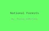 National Forests By: Philip DiMichele Regions Northern Region (R-1) Northern Region (R-1 Rocky Mountain Region (R-2) Southwestern Region (R-3) Intermountain.