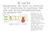 Q cycle Ubiquinone (Q) pool is critical to H + shuttling to maintain the pmf and drive phosphorylation to produce ATP Quinone (Q) is reduced with an electron.