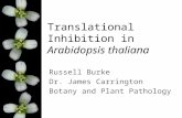 Translational Inhibition in Arabidopsis thaliana Russell Burke Dr. James Carrington Botany and Plant Pathology.
