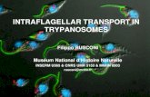 INTRAFLAGELLAR TRANSPORT IN TRYPANOSOMES Filippo RUSCONI Muséum National d’Histoire Naturelle INSERM U565 & CNRS UMR 5153 & MNHN 0503 rusconi@mnhn.fr.