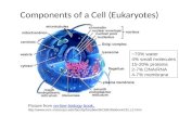 Components of a Cell (Eukaryotes) Picture from on-line biology book,on-line biology book, .
