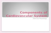 Components of Cardiovascular System Exercise Physiology.