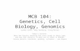 MCB 104: Genetics, Cell Biology, Genomics Fyodor Urnov, Abby Dernburg, Craig Miller Today’s lecture: What the faculty teaching the class study in their.