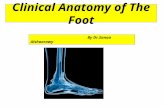 Clinical Anatomy of The Foot By Dr.Sanaa Alshaarawy.