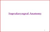1 Supralaryngeal Anatomy. 2 Muscles of Face Facial muscles are devoid of facial sheaths (characteristic of skeletal muscle) Size, shape & extent of development.