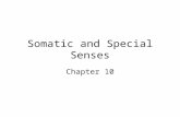 Somatic and Special Senses Chapter 10. Introduction Sensory Receptors- detect environmental changes and trigger nerve impulses that travel on sensory.
