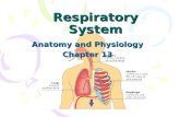 Respiratory System Anatomy and Physiology Chapter 13.