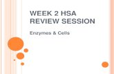W EEK 2 HSA R EVIEW S ESSION Enzymes & Cells. E NZYMES Functions: 1. Speed up chemical reactions 2. Lower activation energy Characteristics: 1. Can build.