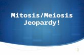 Mitosis/Meiosis Jeopardy!. Which of the following cells would be diploid? a) Sperm cell b) Egg cell c) Both d) Neither.