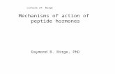 Mechanisms of action of peptide hormones Raymond B. Birge, PhD Lecture 27- Birge.