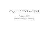 Chapter 12: DNA and RNA Ferguson 2014 Honors Biology/Chemistry.