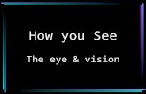 How you See The eye & vision. How You See The eye collects light from objects and projects them on the light-sensitive portion of the eye, the retina.