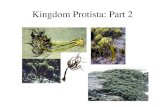 Kingdom Protista: Part 2. Photosynthetic Phyla (the algae) Myzozoa- dinoflagellates. Euglenozoa- euglenoids. Cryptophyta- cryptomonads. Haptophyta- haptophytes.