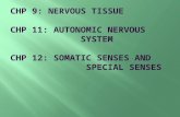 Describe the organization of the nervous system.  Explain the three basic functions of the nervous system.  Contrast the histological characteristics.