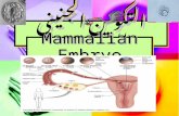 التكوين الجنيني للثدييات Mammalian Embryo. التكوين الجنيني للثدييات تنقسم الثدييات من حيث طريقة تكوينها الجنيني