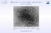 V iruses in the deep subsurface Bert Engelen Phages from Rhodobacter capsulatus-affiliated strain E32 ODP Leg 201, Site 1230, sediment depth: 268 mbsf.