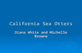 California Sea Otters Diana White and Michelle Browne