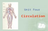 Unit Four Circulation. Right Atrium Pulmonary Artery Vena cava Aorta Pulmonary capillary Right Ventricle Left atrium Left ventricle Pulmonary vein Systemic.