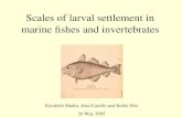 Scales of larval settlement in marine fishes and invertebrates Elizabeth Madin, Jenn Caselle and Robin Pelc 26 May 2005.
